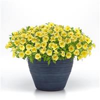 CitraNova™ Limone Petchoa