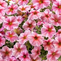 SuperCal<sup>®</sup> Premium Pink Star Petchoa