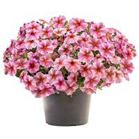 SuperCal<sup>®</sup> Premium Pink Star Petchoa