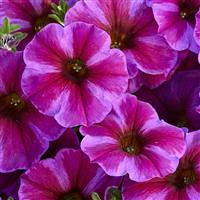 SuperCal<sup>®</sup> Premium Rose Star Petchoa