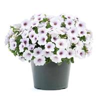 SuperCal<sup>®</sup> Premium Purple Ice Petchoa