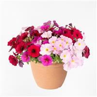 SuperCal<sup>®</sup> Premium Standing Ovation Mix Petchoa