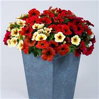 SuperCal<sup>®</sup> Premium Marrakesh Express Mix Petchoa