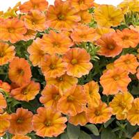 SuperCal<sup>®</sup> Premium Sunset Orange Improved Petchoa