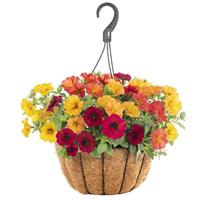 SuperCal<sup>®</sup> Premium Autumn Day Mix Petchoa