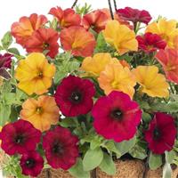 SuperCal<sup>®</sup> Premium Autumn Day Mix Petchoa