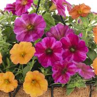 SuperCal<sup>®</sup> Premium Something in the Orange Mix Petchoa