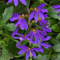 Blazen™ Blue Scaevola