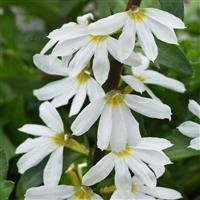 Blazen™ White Scaevola
