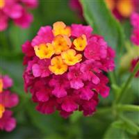 Lucky™ Cherry Sunrise Lantana