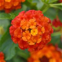 Lucky™ Flame 27 Lantana