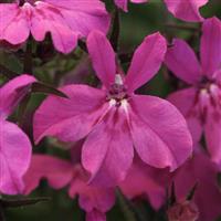 Heatopia™ Magenta Lobelia