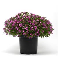 Heatopia™ Magenta Lobelia