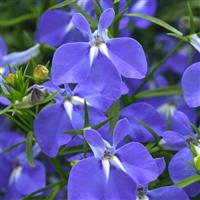 Heatopia™ Blue 27 Lobelia
