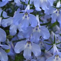 Heatopia™ Sky Blue 27 Lobelia