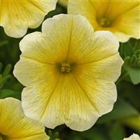 CannonBall™ Yellow Petunia