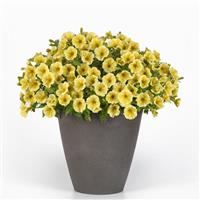 CannonBall™ Yellow Petunia