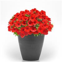 CannonBall™ Red 26 Petunia