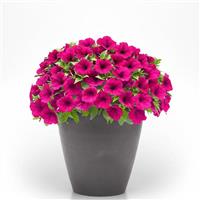 CannonBall™ Burgundy 26 Petunia
