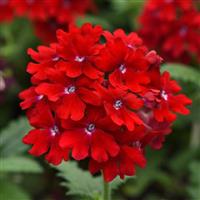 EnduraScape™ Red 27 Verbena