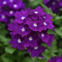 EnduraScape™ Purple 27 Verbena