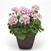 Fantasia<sup>®</sup> White Sizzle Zonal Geranium