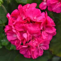 Fantasia<sup>®</sup> Shocking Pink 27 Zonal Geranium