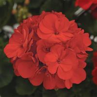 Presto™ Brilliant Red Zonal Geranium
