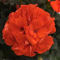 Presto™ Orange Zonal Geranium