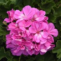 Presto™ Shocking Blue Zonal Geranium