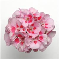 Presto™ Pink Sizzle Zonal Geranium