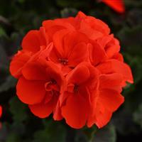 Presto™ Deep Scarlet Zonal Geranium