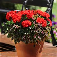 Presto™ Deep Scarlet Zonal Geranium