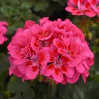 Presto™ Pink+Eye Zonal Geranium