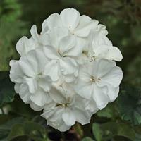 Presto™ White 27 Zonal Geranium