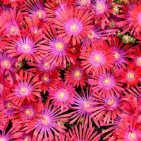 Delosperma FLASHMOB™ Action Shot