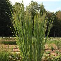 Grass Panicum virgatum Dream Catcher<sup>®</sup> Lightning Bolt<sup>®</sup>