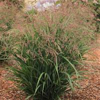 Grass Panicum virgatum Dream Catcher<sup>®</sup> Smoky Rose<sup>®</sup>
