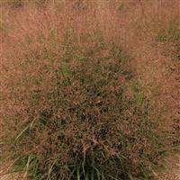 Grass Panicum virgatum Dream Catcher<sup>®</sup> Tumbleweed<sup>®</sup>