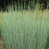 Grass Schizachyrium scoparium Free Spirit<sup>®</sup> Blue Arrow<sup>®</sup>