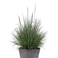 Grass Schizachyrium scoparium Free Spirit<sup>®</sup> Mystic Purple™