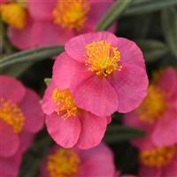 Helianthemum nummularium SunBurst™ Pink