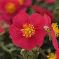 Helianthemum nummularium SunBurst™ Rose