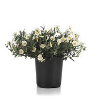 Helianthemum nummularium SunBurst™ White