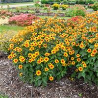Heliopsis helianthoides Sundial
