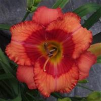 Hemerocallis DayScape™ Coral Blaze