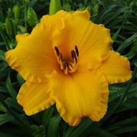 Hemerocallis DayScape™ Golden Yellow