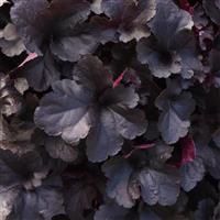 Heuchera Everglow Midnight