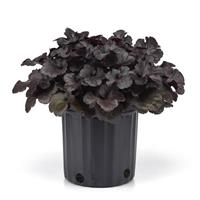 Heuchera Everglow Midnight