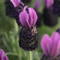 Lavandula stoeches Butterfly Garden™ Plum Perfect